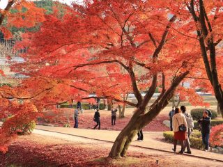 Beautiful Park with trees that have red-orange leaves with people walking on the pathway.